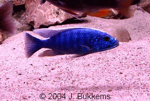 ../tools/UploadPhoto/uploads/Sciaenochromis_fryeri.jpg