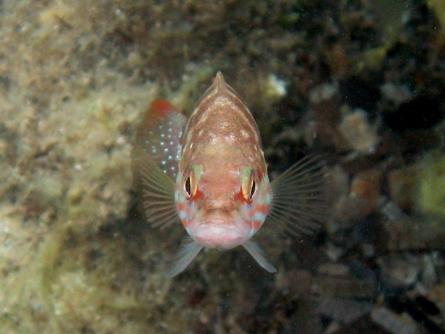 ../tools/UploadPhoto/uploads/Serranus_cabrilla_Corsica10_10867.JPG