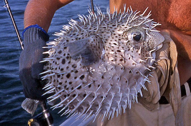 ../tools/UploadPhoto/uploads/Spiny-Pufferfish.jpg