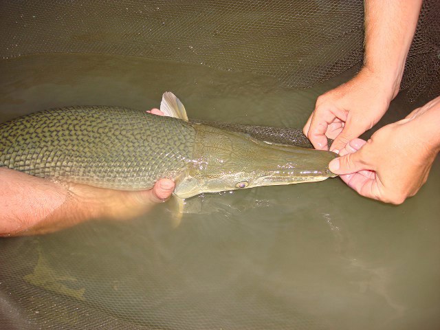 ../tools/UploadPhoto/uploads/Thai-Alligator-gar4.jpg