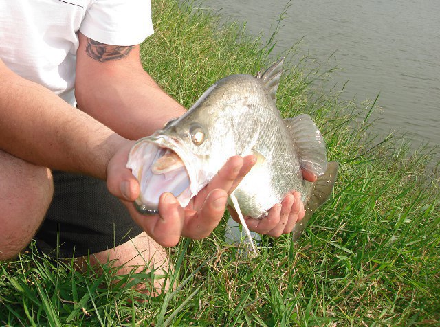 ../tools/UploadPhoto/uploads/Thai-Barramundi3.jpg