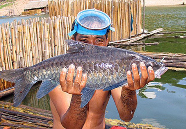 ../tools/UploadPhoto/uploads/Thai-Mahseer2.jpg