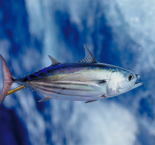 ../tools/UploadPhoto/uploads/Thai-Skipjack-tuna-3.jpg