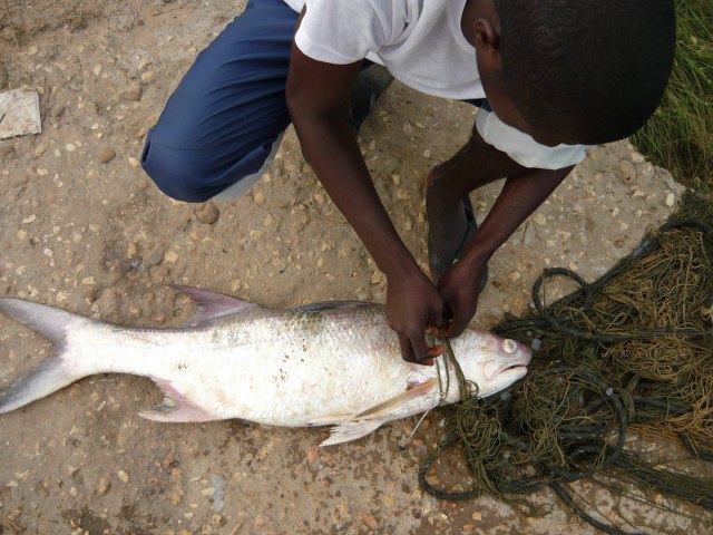 ../tools/UploadPhoto/uploads/Threadfin_Nzeto_Angola_Aug_2008.jpg