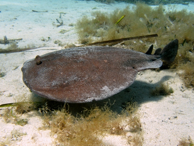 ../tools/UploadPhoto/uploads/Torpedo_marmorata_Sardegna2011_4921_.JPG