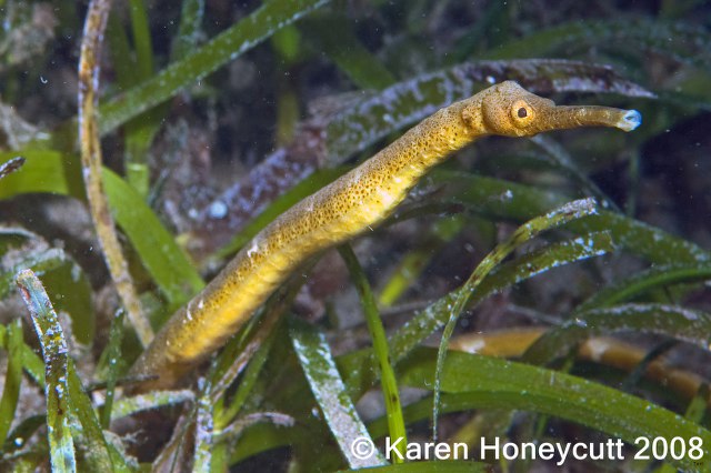 ../tools/UploadPhoto/uploads/Trachyrhamphus_bicoarctatus_(Short-Tailed_Pipefish)_Dumaguete.JPG