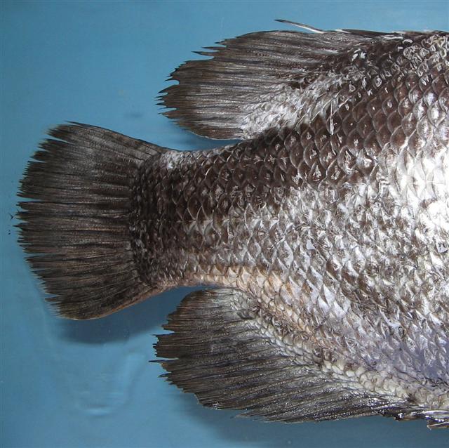 ../tools/UploadPhoto/uploads/Tripletail.jpg