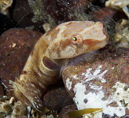 ../tools/UploadPhoto/uploads/Two-spottedClingfish.jpg