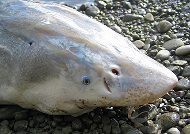 ../tools/UploadPhoto/uploads/White-Sturgeon-Head.jpg