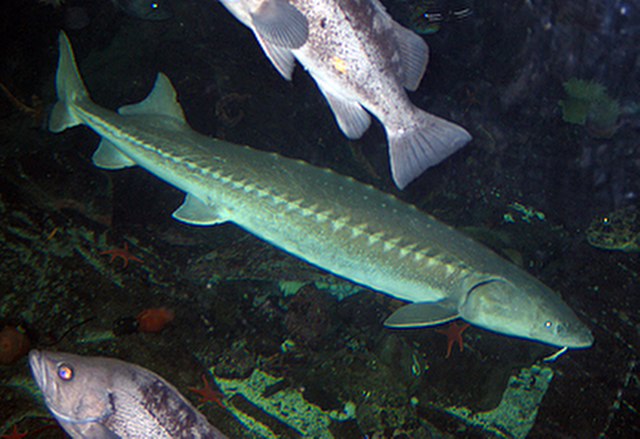 ../tools/UploadPhoto/uploads/White-Sturgeon.jpg