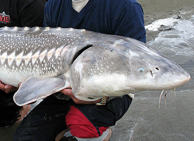 ../tools/UploadPhoto/uploads/White-Sturgeon1.jpg