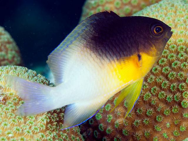 ../tools/UploadPhoto/uploads/bicolourdamselfish.jpg