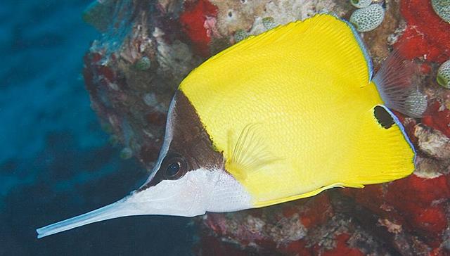 ../tools/UploadPhoto/uploads/biglongnosebutterflyfish.jpg