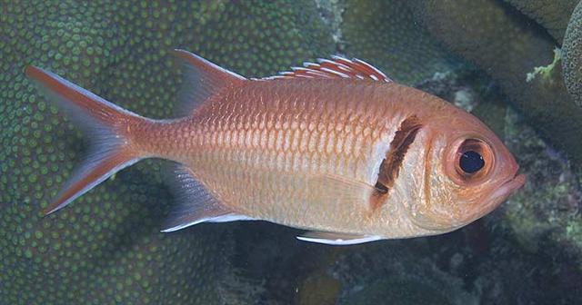 ../tools/UploadPhoto/uploads/blackbarsoldierfish.jpg