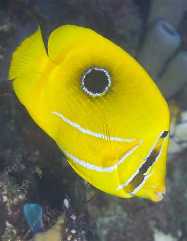 ../tools/UploadPhoto/uploads/bluelashedbutterflyfish.jpg