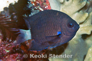 ../tools/UploadPhoto/uploads/chromis-caudalis.jpg