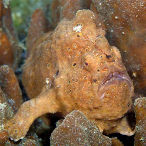 ../tools/UploadPhoto/uploads/commersonsfrogfish.jpg