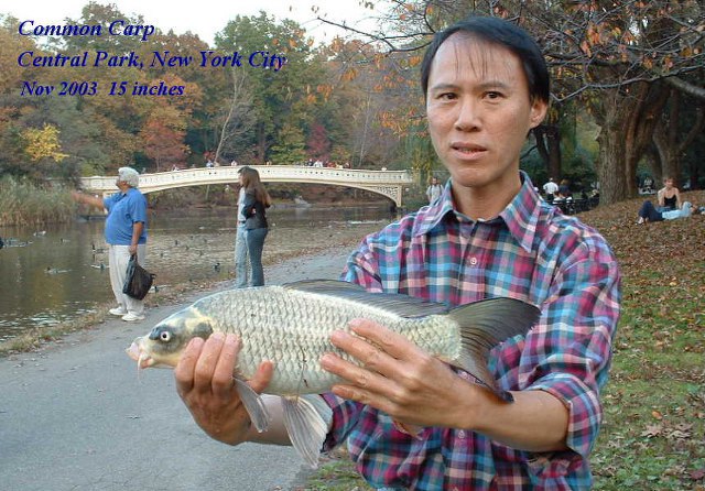 ../tools/UploadPhoto/uploads/common_carp_01.JPG