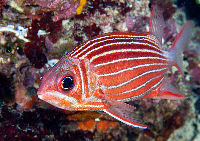 ../tools/UploadPhoto/uploads/crownsquirrelfish.jpg