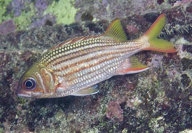 ../tools/UploadPhoto/uploads/duskysquirrelfish.jpg