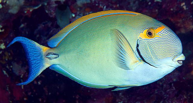 ../tools/UploadPhoto/uploads/eyestripesurgeonfish.jpg