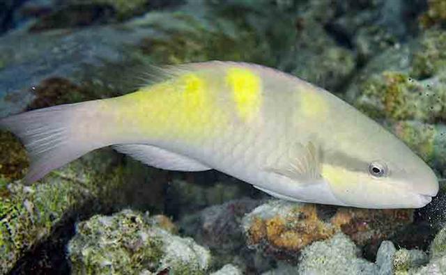 ../tools/UploadPhoto/uploads/fivesaddleparrotfish2.jpg