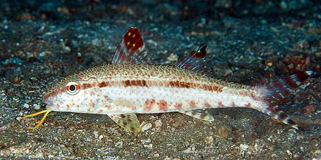 ../tools/UploadPhoto/uploads/freckledgoatfish.jpg