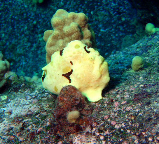 ../tools/UploadPhoto/uploads/frogfish.jpg