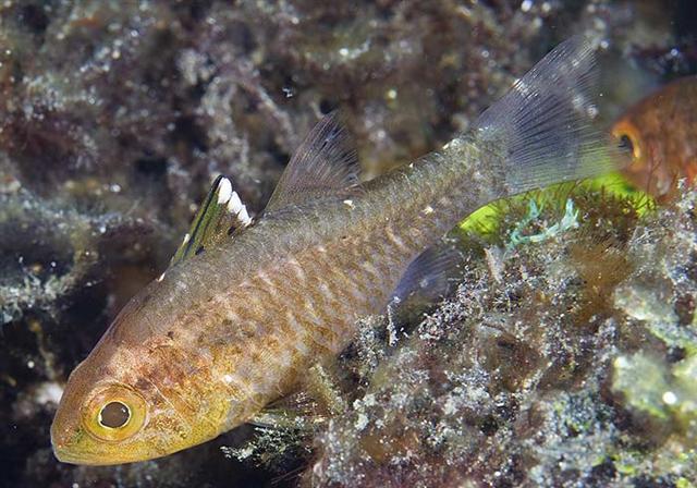 ../tools/UploadPhoto/uploads/frostfincardinalfish.jpg