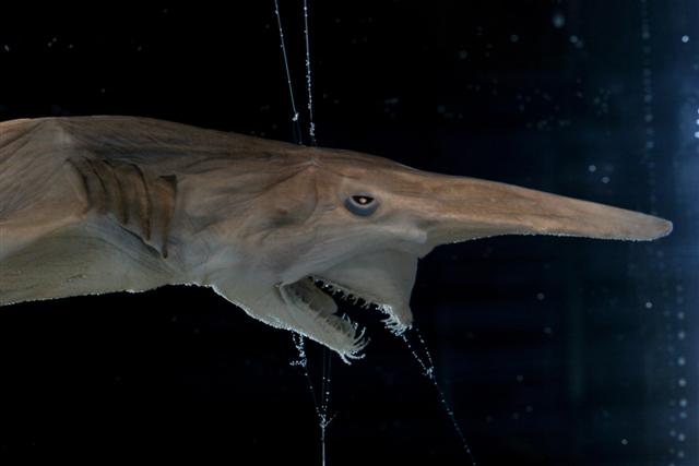 ../tools/UploadPhoto/uploads/goblin_shark1.jpg