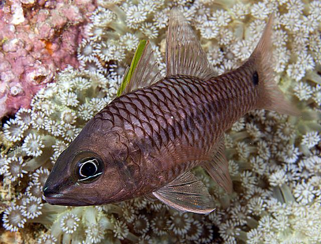 ../tools/UploadPhoto/uploads/iridescentcardinalfish.jpg