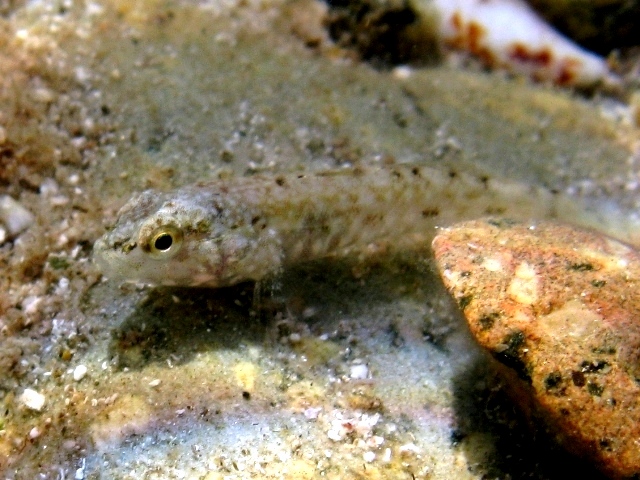 ../tools/UploadPhoto/uploads/juvenile_Gobius_bucchichi_Sardegna2011_4411.JPG