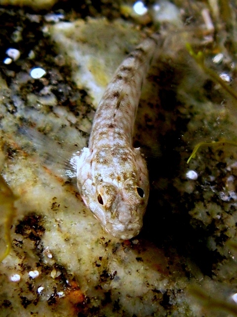 ../tools/UploadPhoto/uploads/juvenile_Gobius_bucchichi_Sardegna2011_4497.JPG