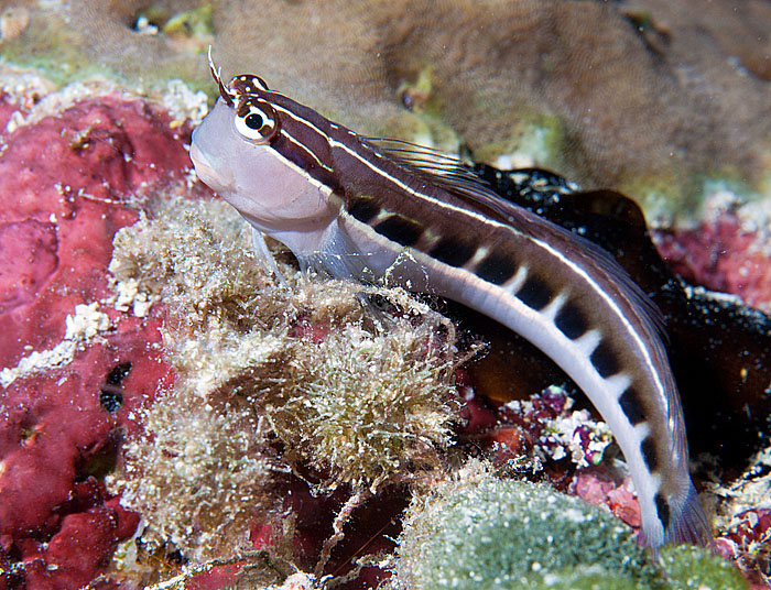 ../tools/UploadPhoto/uploads/linedcombtoothblenny.jpg