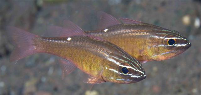 ../tools/UploadPhoto/uploads/moluccancardinalfish.jpg