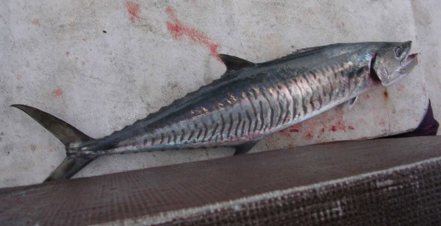 ../tools/UploadPhoto/uploads/narrowbarredspanishmackerel.jpg