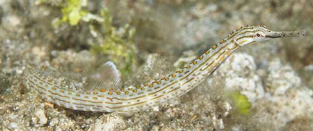 ../tools/UploadPhoto/uploads/ocellatedpipefish2.jpg