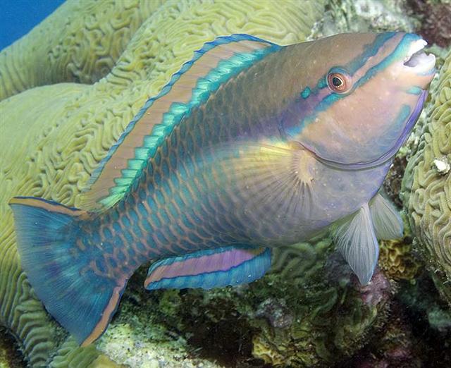 ../tools/UploadPhoto/uploads/princessparrotfish2.jpg