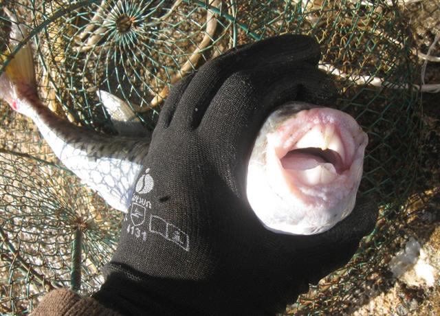 ../tools/UploadPhoto/uploads/puffer_fish_teeth.jpg