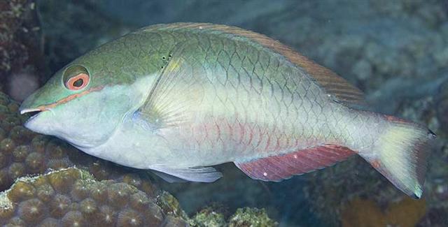 ../tools/UploadPhoto/uploads/redbandparrotfish1.jpg