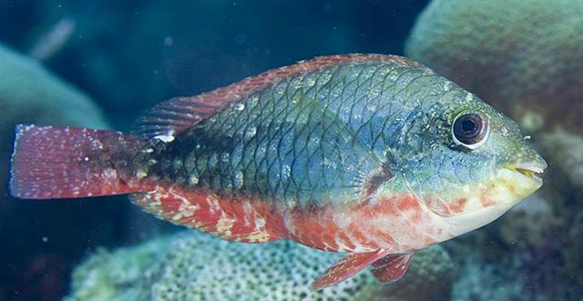 ../tools/UploadPhoto/uploads/redbandparrotfish2.jpg