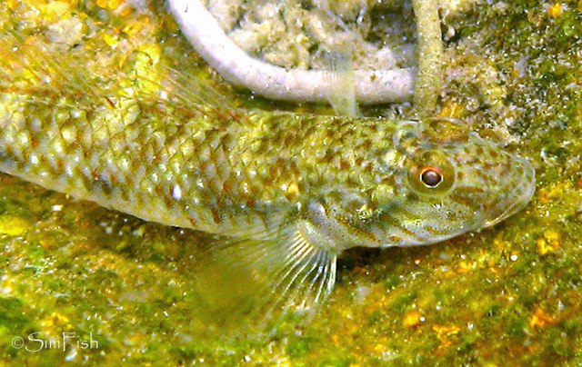 ../tools/UploadPhoto/uploads/rhinogobius_giurinus_fishbase.jpg