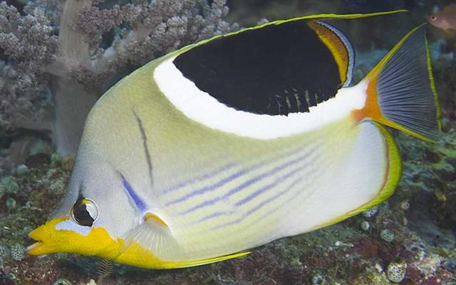 ../tools/UploadPhoto/uploads/saddledbutterflyfish.jpg