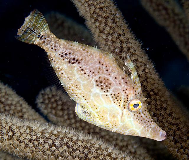 ../tools/UploadPhoto/uploads/slenderfilefish2.jpg