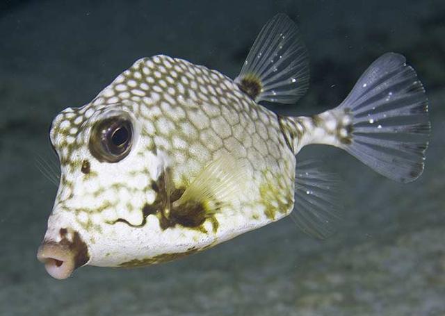 ../tools/UploadPhoto/uploads/smoothtrunkfish.jpg