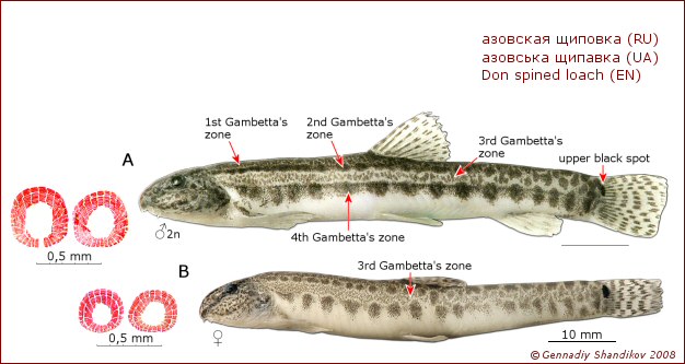 ../tools/UploadPhoto/uploads/spinedloach-cobitistanaitica-shandikov.jpg