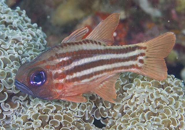 ../tools/UploadPhoto/uploads/splitbandedcardinalfish.jpg