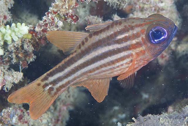 ../tools/UploadPhoto/uploads/splitbandedcardinalfish2.jpg