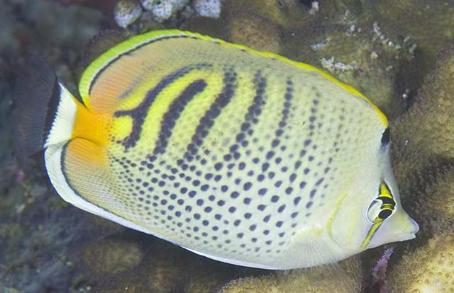 ../tools/UploadPhoto/uploads/spotbandedbutterflyfish.jpg