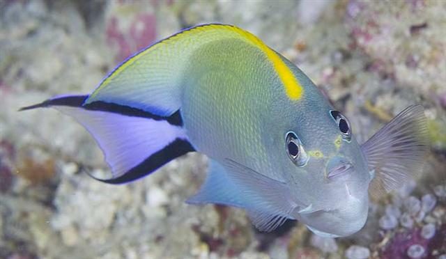 ../tools/UploadPhoto/uploads/spotbreastangelfish.jpg